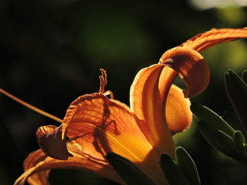 Close-up of orange day lily on plant