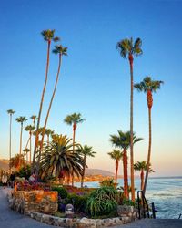 Palm trees on beach against clear sky