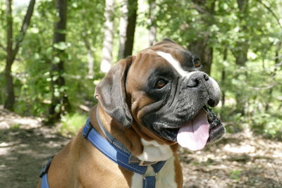 Close-up of dog looking away