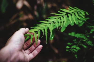 Close-up of hand holding leaves