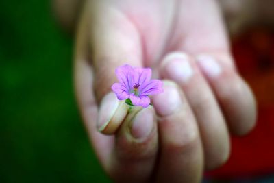 Cropped hand holding purple flower