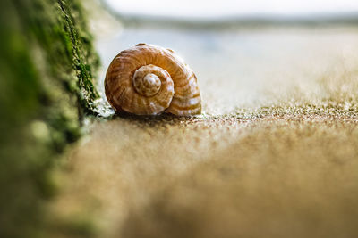 Close-up of snail on land