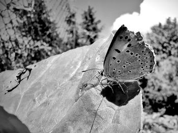 Close-up of butterfly on flower