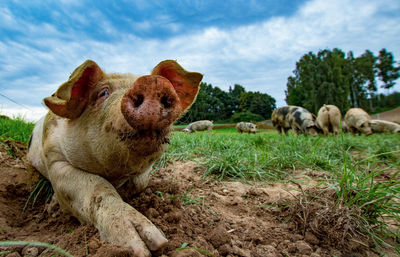 View of sheep on field