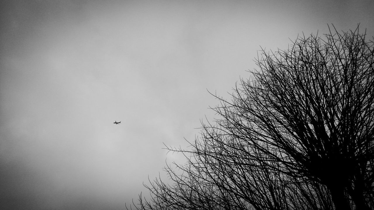 low angle view, silhouette, bird, bare tree, animal themes, branch, animals in the wild, tree, wildlife, sky, flying, nature, clear sky, dusk, one animal, beauty in nature, tranquility, outdoors, no people, high section