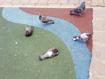 High angle view of pigeon on the street