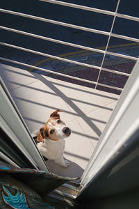 Cute jack russell dog sitting on balcony and sunbathing