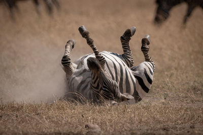 Plains zebra rolling on back in savannah