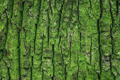 Texture of old oak tree green mossy trunk