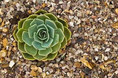 High angle view of succulent plant