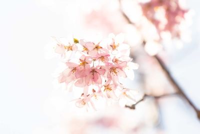 Close-up of pink flowers