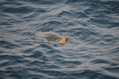 High angle view of fish swimming in sea