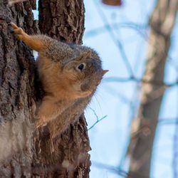 Close-up of squirrel on tree trunk