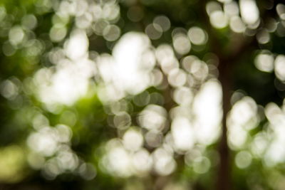 Defocused image of plants