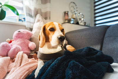 Beagle dog tired after walk lying on a sofa in bright interior. canine concept