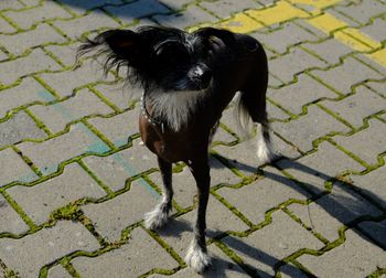 Close-up portrait of dog standing on footpath