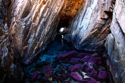 Close-up of birds on rock