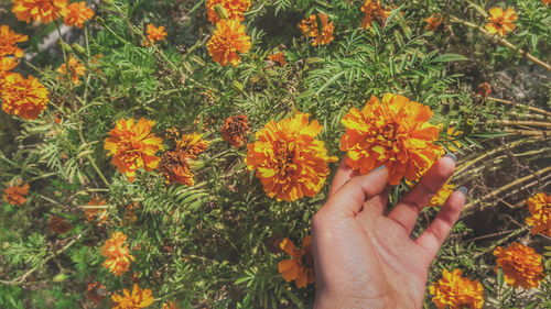 Cropped hand touching marigolds on field