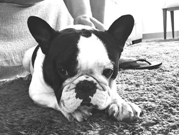 Close-up of dog lying down on man