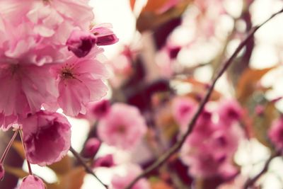 Close-up of pink flowers against blurred background