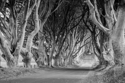 Road amidst bare trees