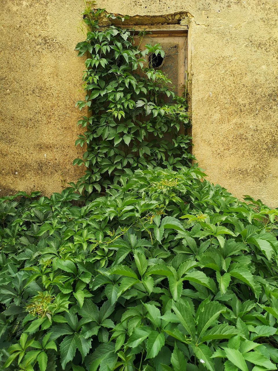 LOW ANGLE VIEW OF IVY ON WALL