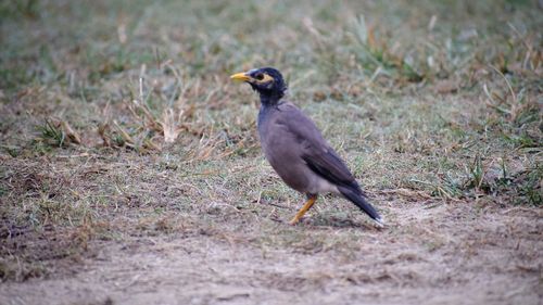 Bird perching on field