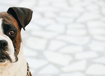 Close-up portrait of a dog