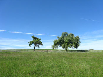 Trees on field against sky