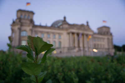 Close-up of plant in city against clear sky