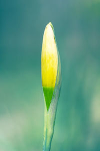 Close-up of yellow flower bud