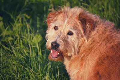 Close-up portrait of dog sticking out tongue