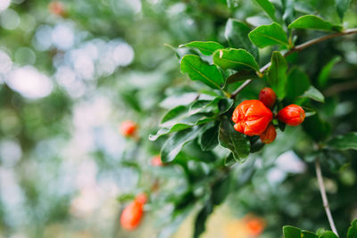 Close-up of red berries growing on tree