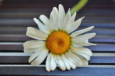 Close-up of white flower