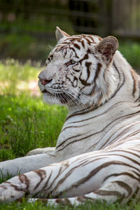 Close-up of tiger