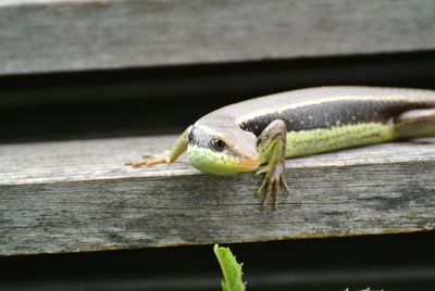 Close-up of green lizard on wood