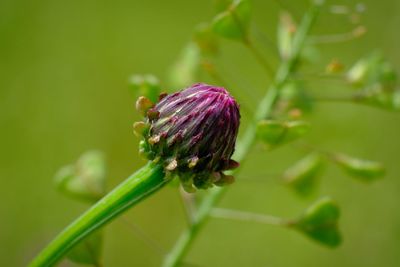 Close-up of purple flowering plant