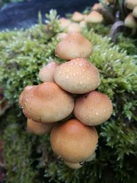 Close-up of fly agaric mushroom