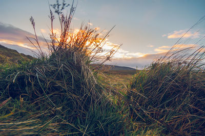 Plants growing on land against sky during sunset