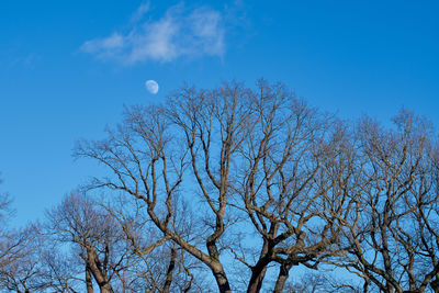 Low angle view of bare tree against blue sky