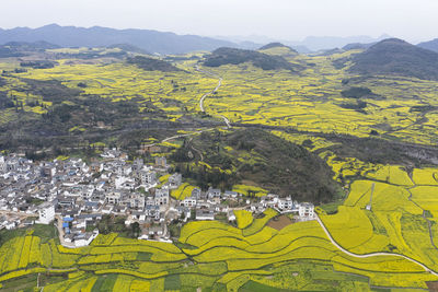 Aerial view of rapeseed flowers in luoping, yunnan - china