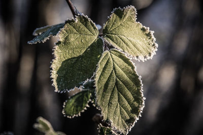 Close-up of frozen plant during winter