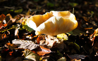 Close-up of mushrooms growing on field