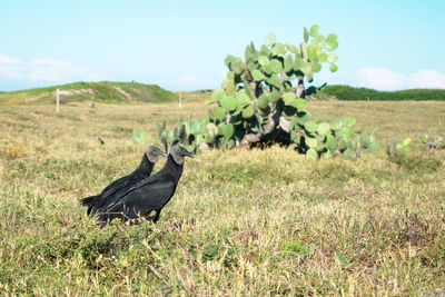 View of a bird on field
