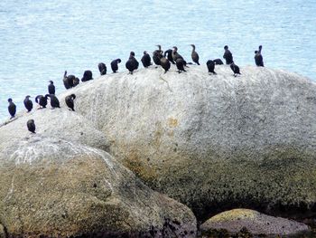 Flock of birds perching on rock