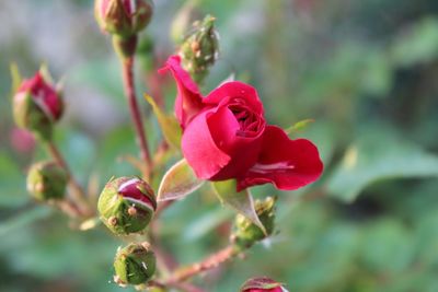 Close-up of pink flower