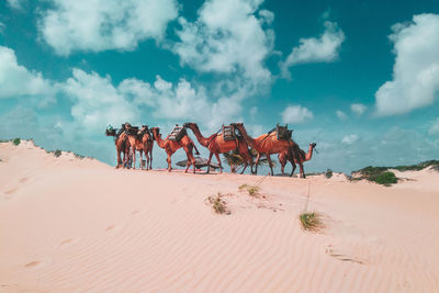 Camels on sand dune at desert