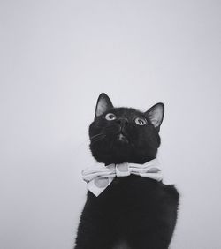 Portrait of cat looking away against white background