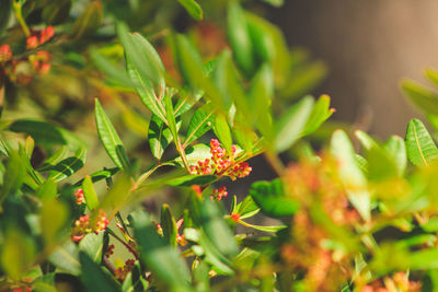 Close-up of flowering plant