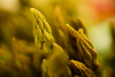 Close-up of corn